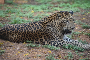 Fototapeta na wymiar leopard in a tree