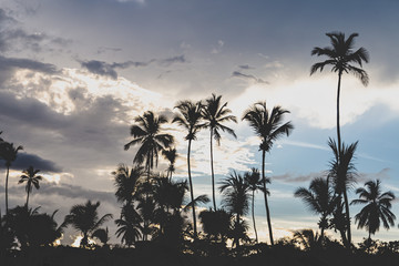 Contraluz atardecer caribe palmeras