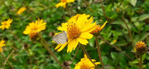 butterfly on yellow flower