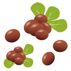 Shea nuts with green leaves. Brown shea nut and organic nuts shea
