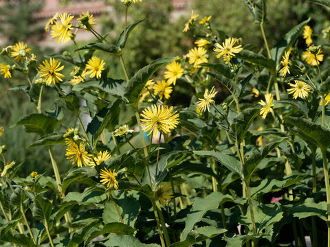 (Silphium perfoliatum) la silphie perfoli&eacute;e ou silphion aux capitules jaunes, au coeur plus fonc&eacute;, au sommet de hautes tiges