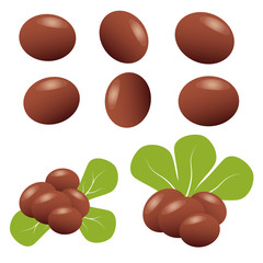 Shea nuts fruit natural organic butter ingredient.