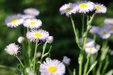 Field of camomiles at sunny day at nature. Camomile daisy flowers, field flowers, chamomile flowers, spring day