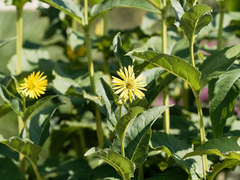 Gros plan sur une fleur de silphie perfoli&eacute;e ou silphion aux capitules jaunes or au coeur plus fonc&eacute;