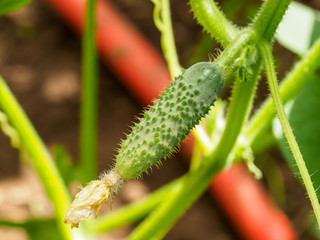 Unripe fresh cucumber on the branch.