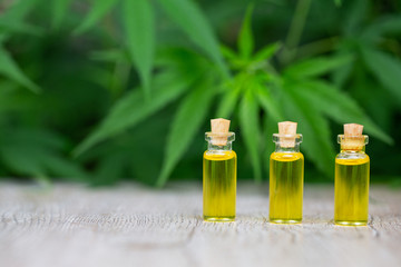  Hemp oil cbd, Cannabis herb and leaves for treatment, Extract from hemp oil.