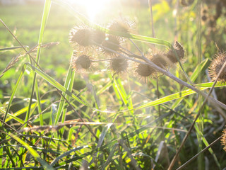 Obraz premium Fine Art Photography