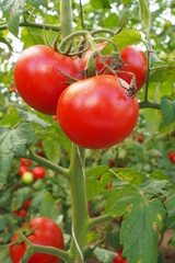 Reife Tomaten am Strauch
