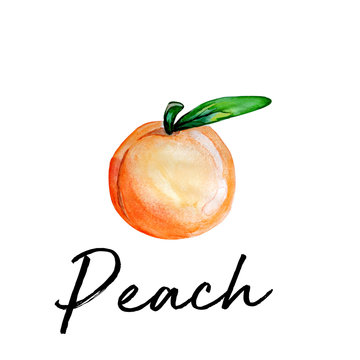 peach illustration painted in watercolour