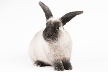 Mini Lop Rabbit on Isolated Background