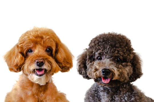 Portrait photo of adorable smiling brown and black toy Poodle dogs on white background.