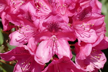 Rote Rhododendronblüte, Close-Up, Deutschland
