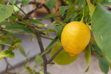 Lemon growing on a tree