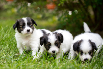 three little puppies on the grass