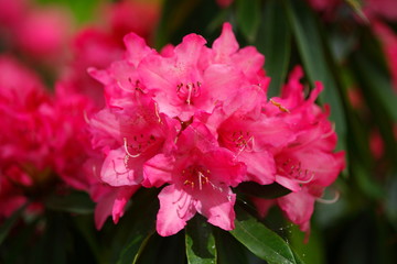 Rote Rhododendronblüte, Close-Up, Deutschland