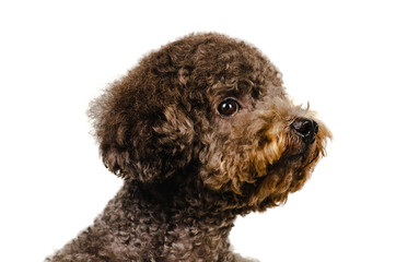 Portrait photo of an adorable black toy Poodle dog on white background.