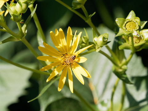 Le capitule d'une silphie perfoli&eacute;e butin&eacute; par une abeille (Silphium perfoliatum)