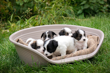 puppies in a basket
