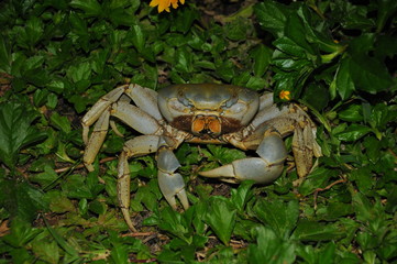 crab on a tree