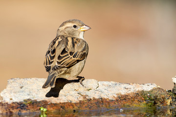 Female house sparrow perched on a rock at the edge of a stream. Spain