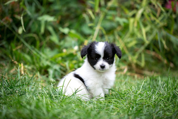 Naklejka na ściany i meble puppy on the grass in the garden