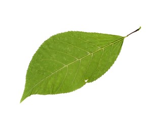 Fototapeta na wymiar Green leaves on a isolated white background