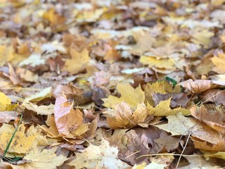 many fallen maple leaves, Golden autumn