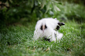 Two puppies playing on the grass
