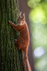 Naklejka na ściany i meble Smiling red squirrel climbing a tree