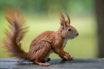 Red squirrel walking  (profile view) - 278566744