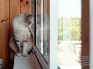 beautiful russian european cat sitting on the windowsill