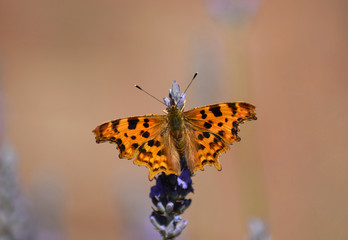 Comma Butterfly close up Polygonia c-album