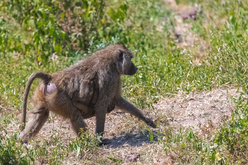 Baboons in the forest in Tanzania, baboon mom walking carrying her baby under her belly