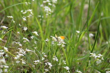 Orange Tip butterfly (male) on a meadow