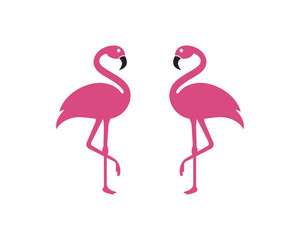 Flamingo bird illustration design