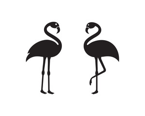Flamingo bird illustration design