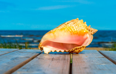 Tropical shellfish on a wooden table, blurred waving sea and summer blue sky, happy vacation concept