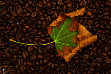Autumn maple leaf on roasted coffee beans.