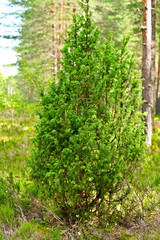 Fototapeta premium Juniper bush growing in the forest.