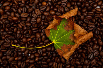 Autumn maple leaf on roasted coffee beans.