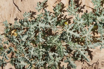 Citrullus colocynthis, wild desert watermelon, or Bitter Apple colocynth