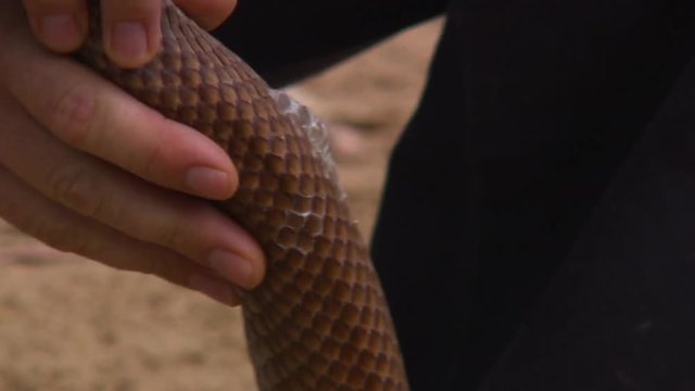 Handheld, close up shot of a person hold a snake a pulling shedding skin off of it.