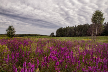 Glade with lilac flowers on the edge of the forest. Beautiful summer wilderness landscape.