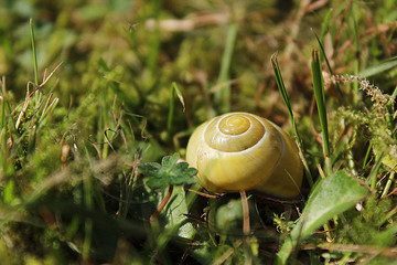 Close up of a snail shell on grass