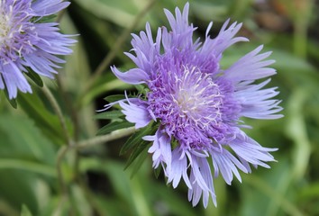 PRETTY PURPLE STOKESIA FLOWERS