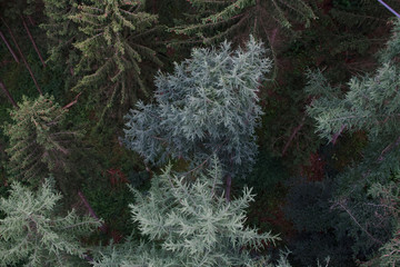 geierley germany fir tree pine forest from above drone view high perspective green color nature background structure pattern 