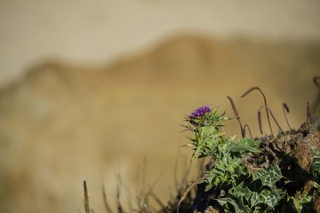 Flowers with bur background on the coast of Halfmoon Bay, California