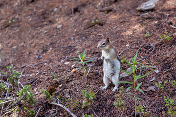 Adorable little chipmunk posing on a mountain footpath trail