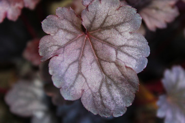 Purple red fern leaf close up