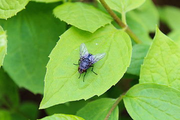 Common fly on green leaf